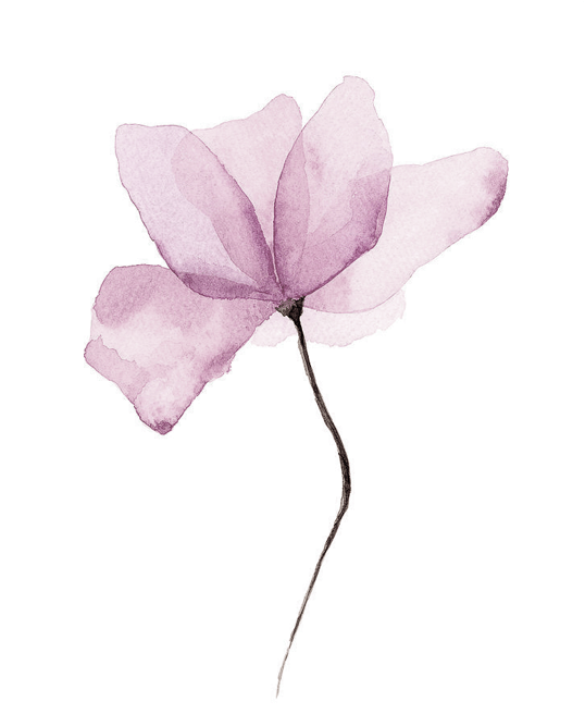 blomma blomma
