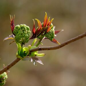 Tree_blossoms