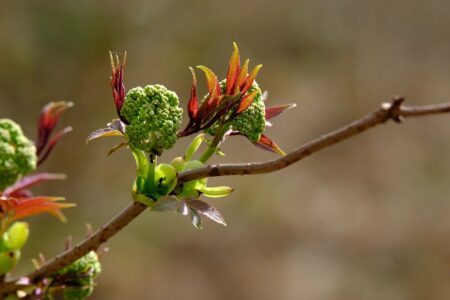 Tree_blossoms